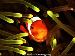 Anemone fish. by Yustus Mananggung 